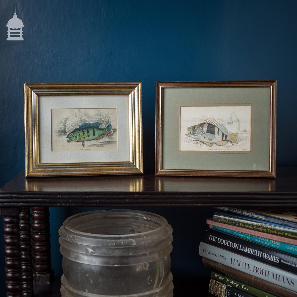 Pair of Early 19th C Victorian Hand Coloured Engravings of Fish Dated 1836 in Later Frames