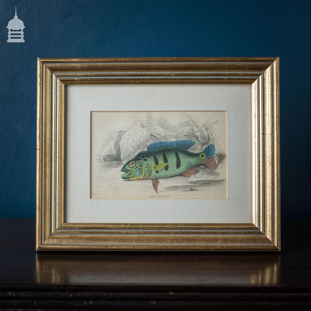 Pair of Early 19th C Victorian Hand Coloured Engravings of Fish Dated 1836 in Later Frames