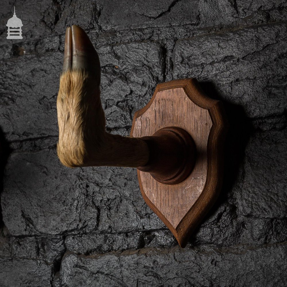 Pair of Hoof Coat Hooks Taxidermy Gun Rack Mounted on Oak Plaques