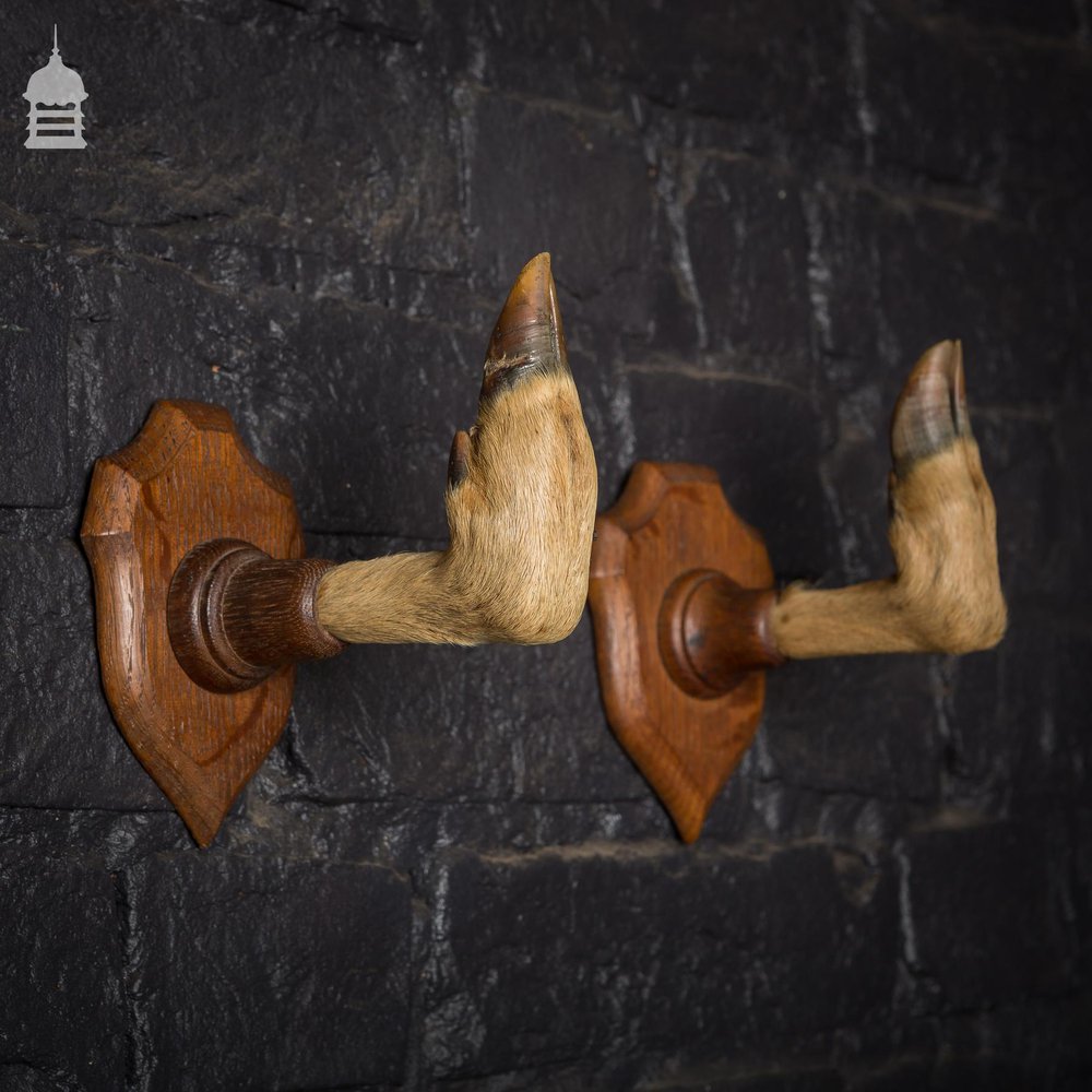 Pair of Hoof Coat Hooks Taxidermy Gun Rack Mounted on Oak Plaques