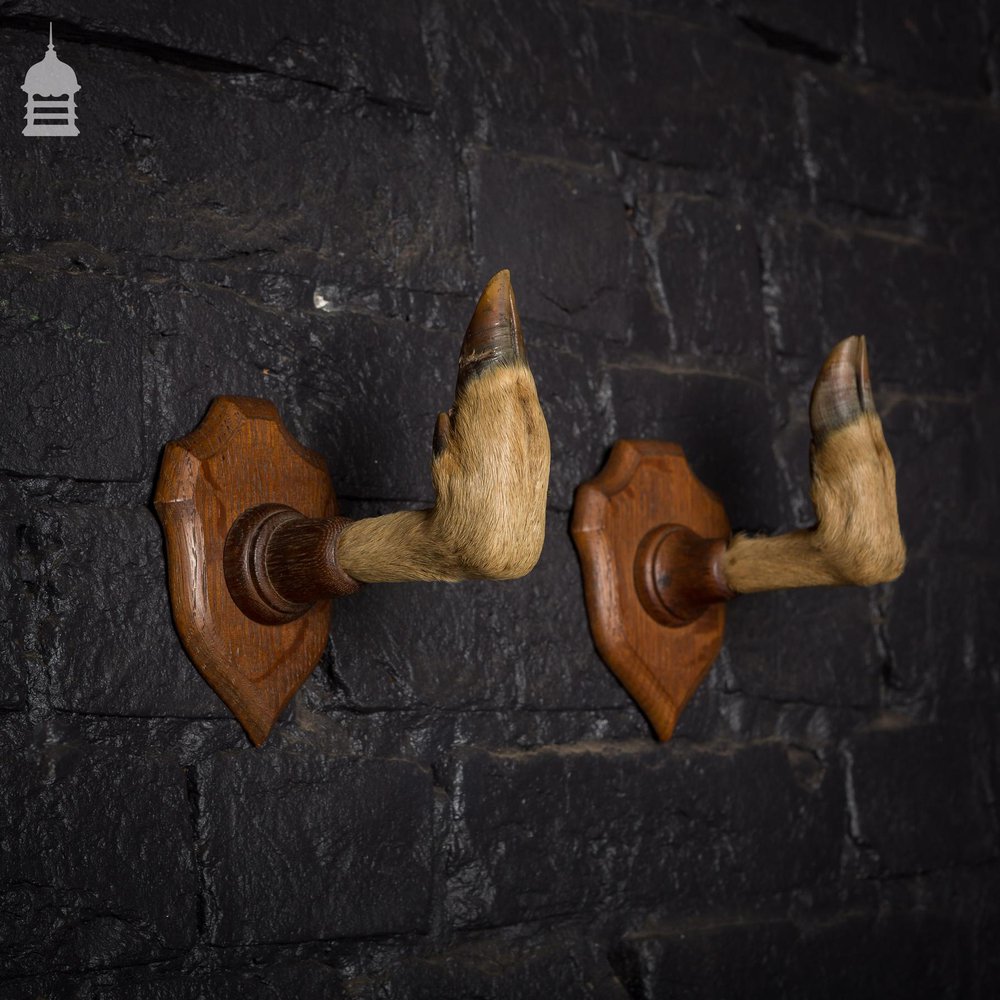 Pair of Hoof Coat Hooks Taxidermy Gun Rack Mounted on Oak Plaques