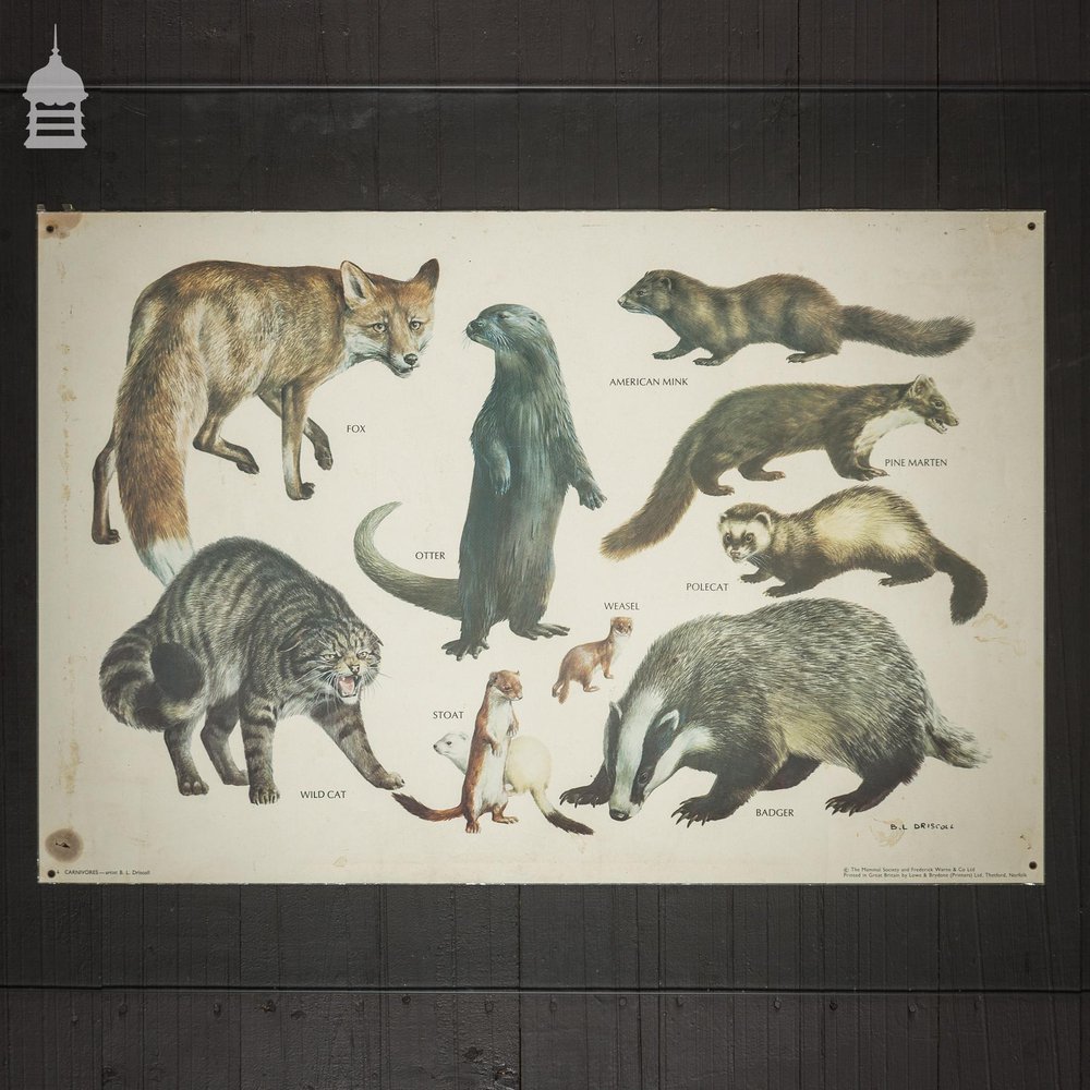 Vintage Carnivores Poster by The Mammal Society