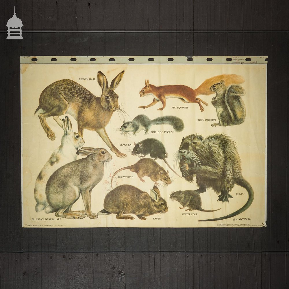 Vintage Larger Rodents and Lagomorphs Educational School Poster