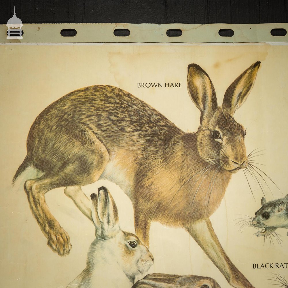 Vintage Larger Rodents and Lagomorphs Educational School Poster