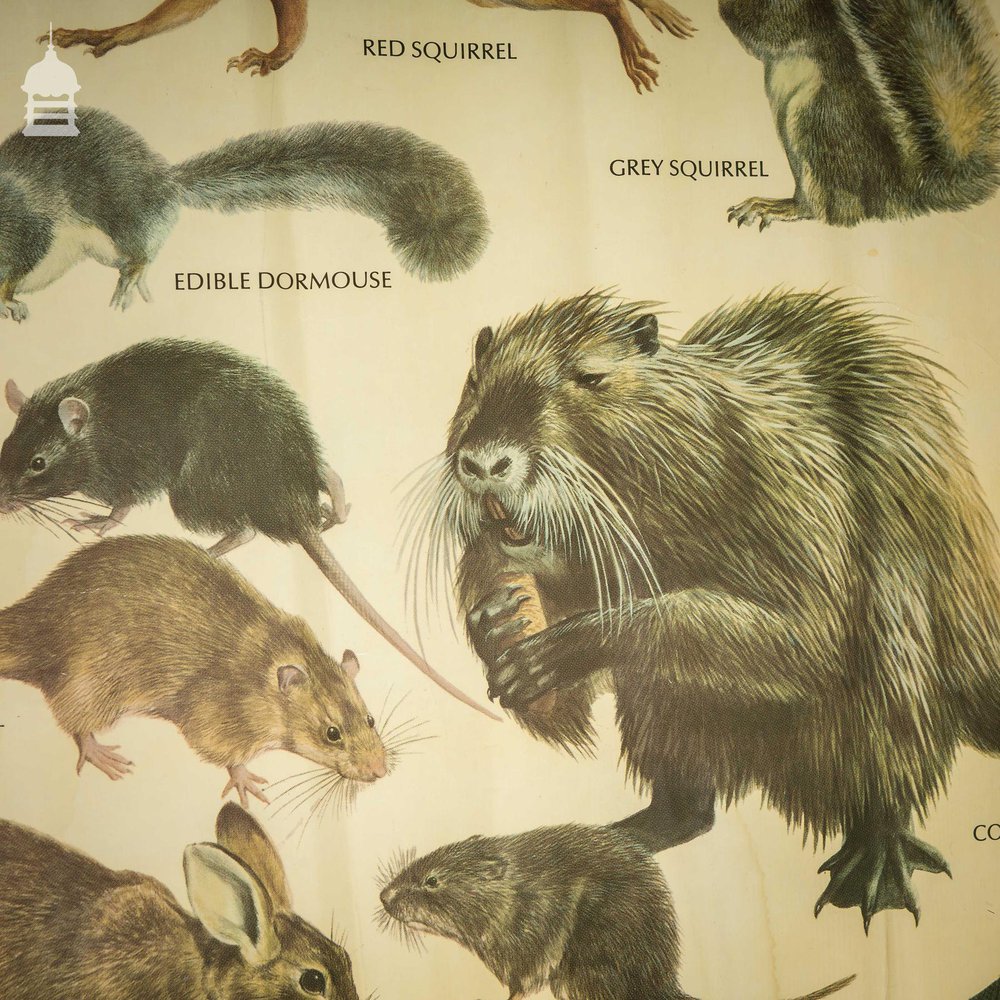 Vintage Larger Rodents and Lagomorphs Educational School Poster