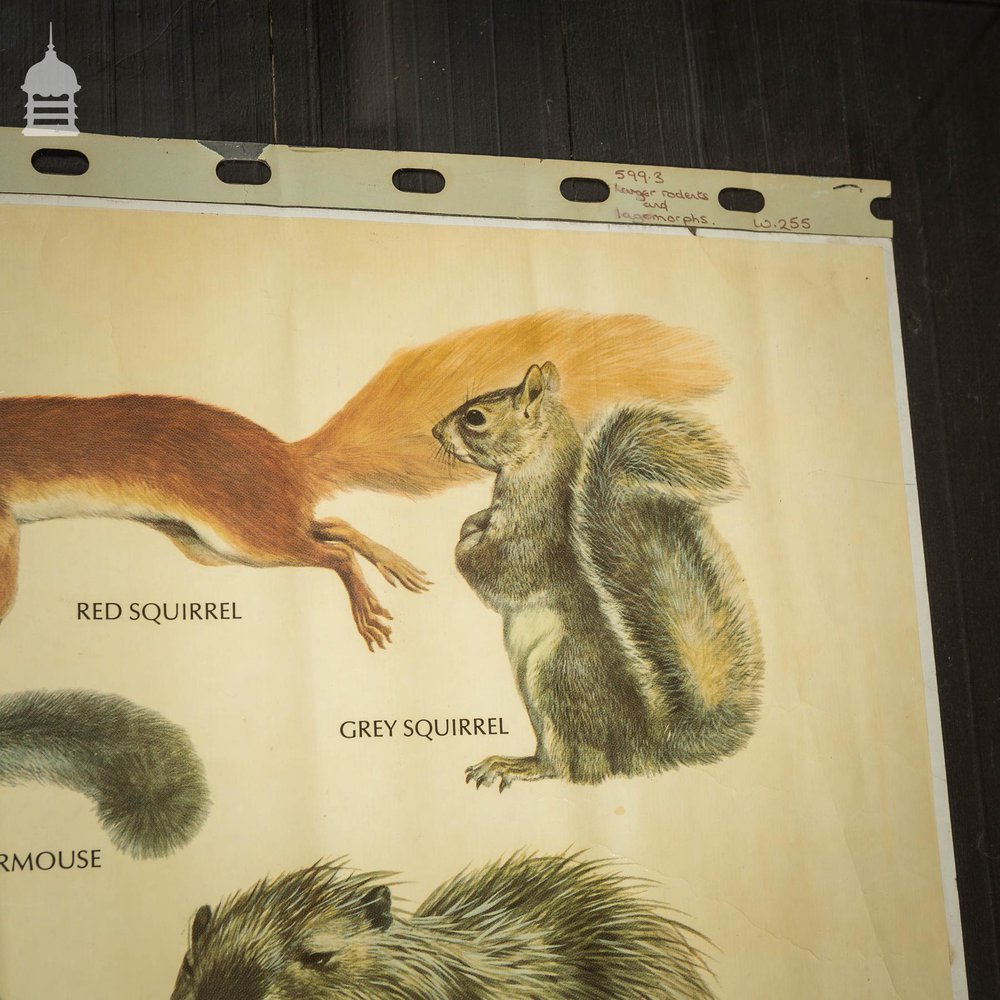 Vintage Larger Rodents and Lagomorphs Educational School Poster