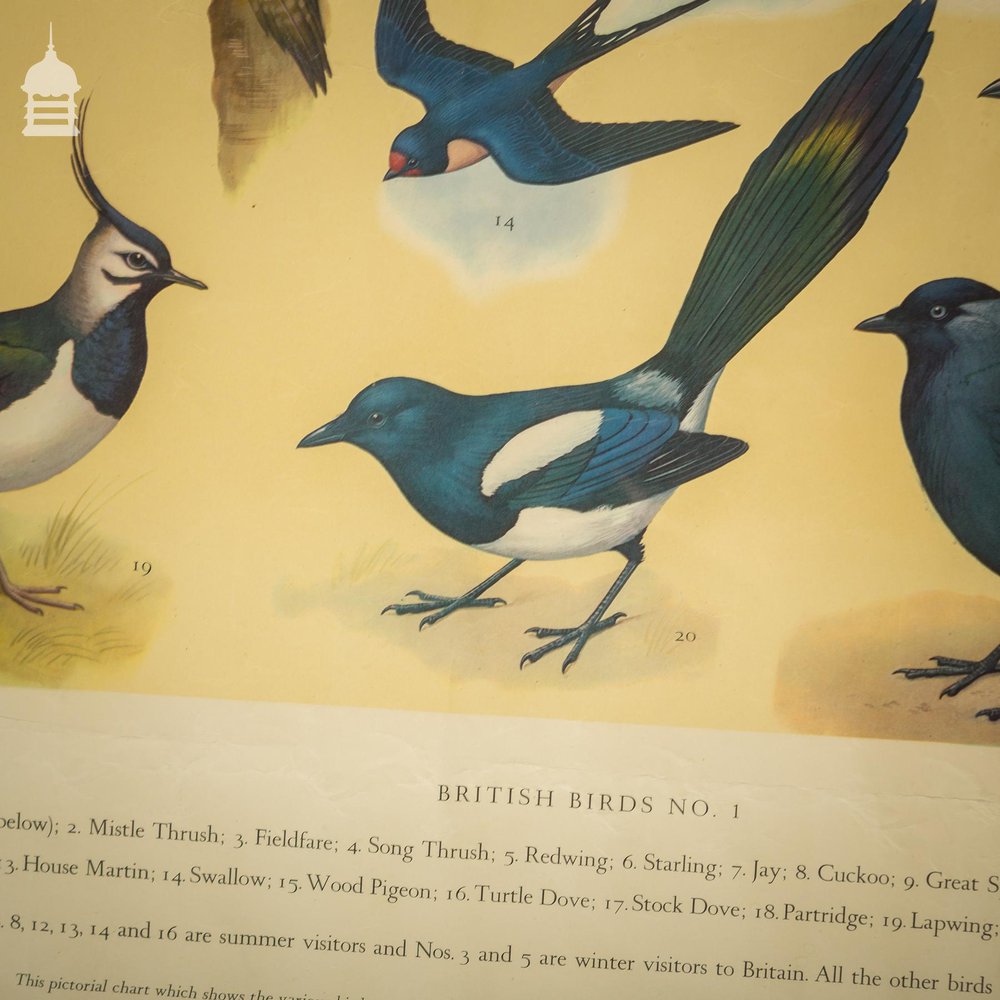 British Birds Poster Printed by The Royal Society for the Protection of Birds