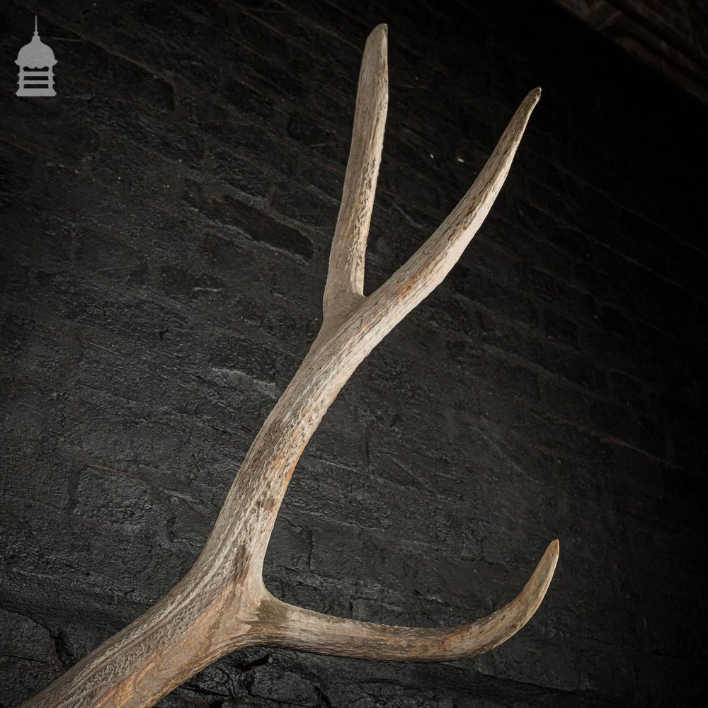 Monumental Set of Rowland Ward Mounted Wapiti Elk Antlers