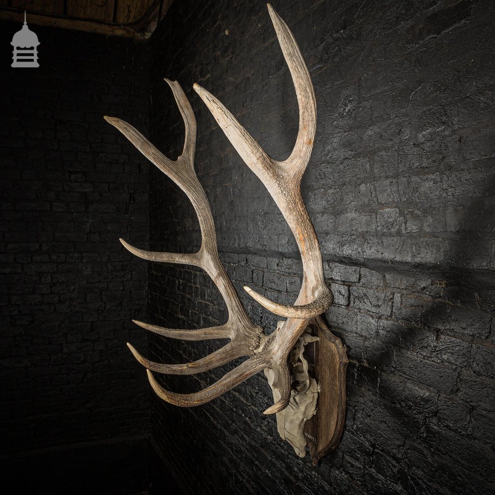 Monumental Set of Rowland Ward Mounted Wapiti Elk Antlers