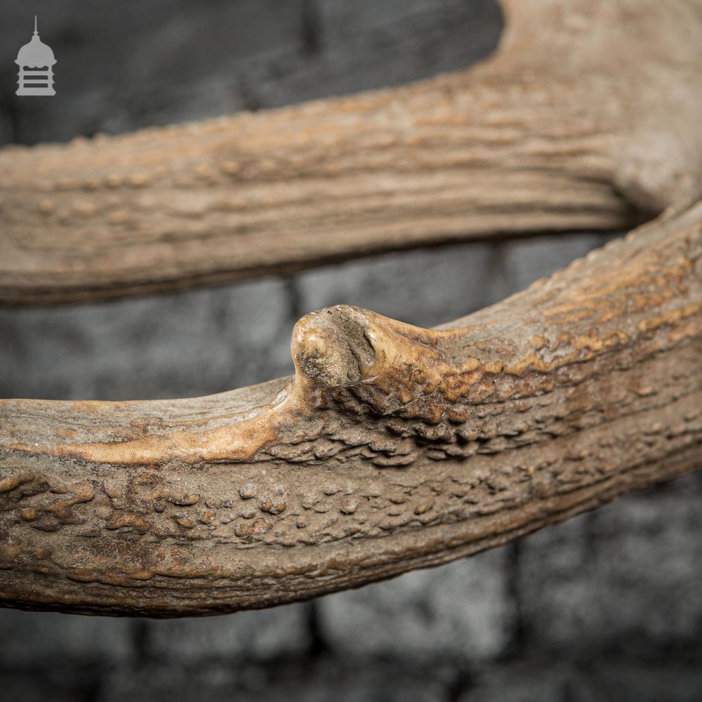 Monumental Set of Rowland Ward Mounted Wapiti Elk Antlers