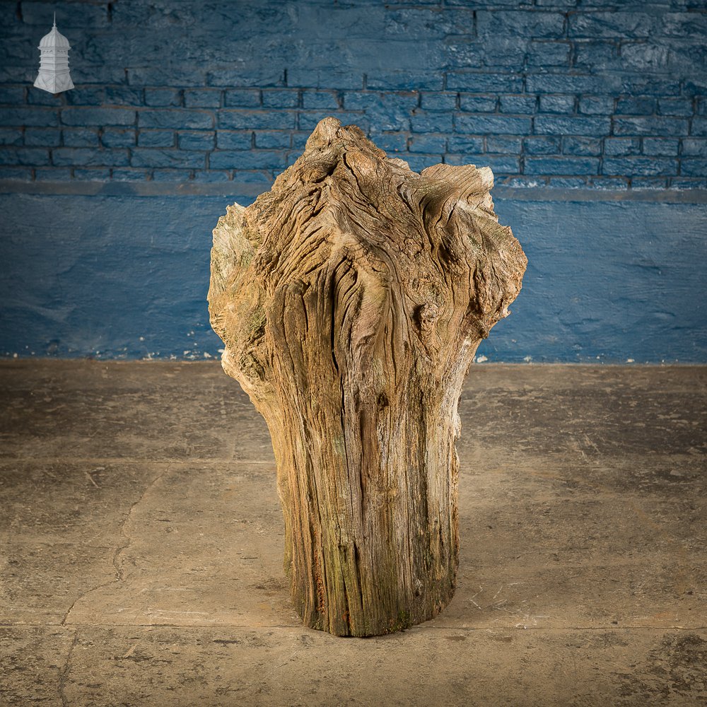 Ancient Sculptural Tree Stump Root Ball [No. 1]