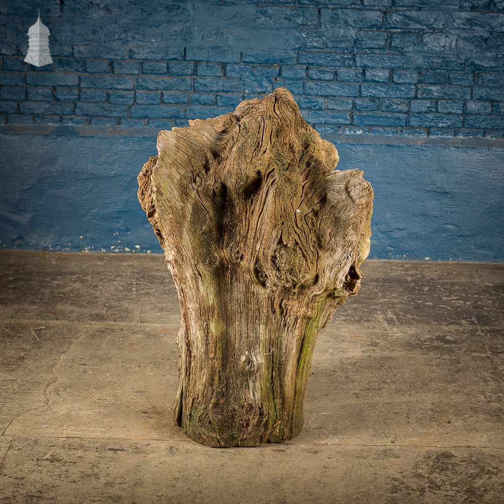 Ancient Sculptural Tree Stump Root Ball [No. 1]