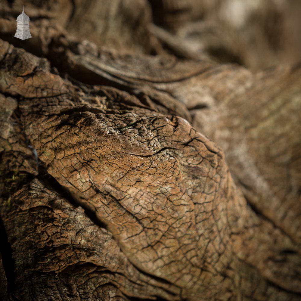 Ancient Sculptural Tree Stump Root Ball [No. 1]