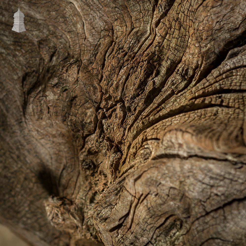 Ancient Sculptural Tree Stump Root Ball [No. 1]