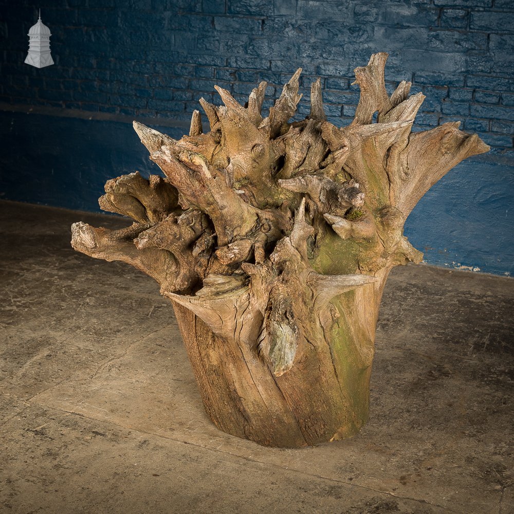 Ancient Sculptural Tree Stump Root Ball [No. 3]