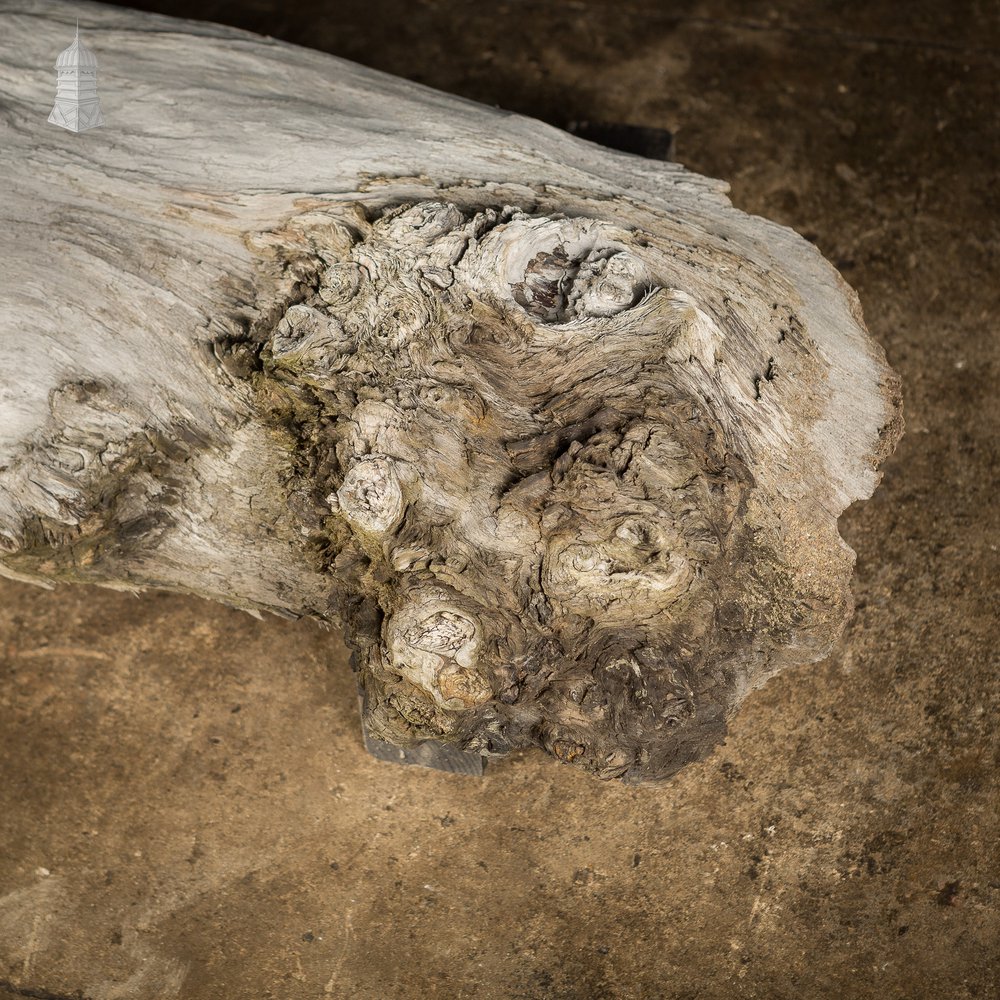 Weathered Piece of Silvered Log Timber with Large Character Burr