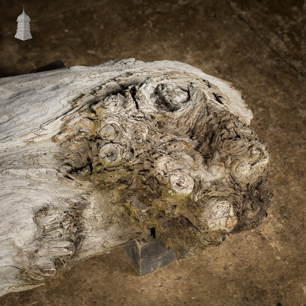 Weathered Piece of Silvered Log Timber with Large Character Burr