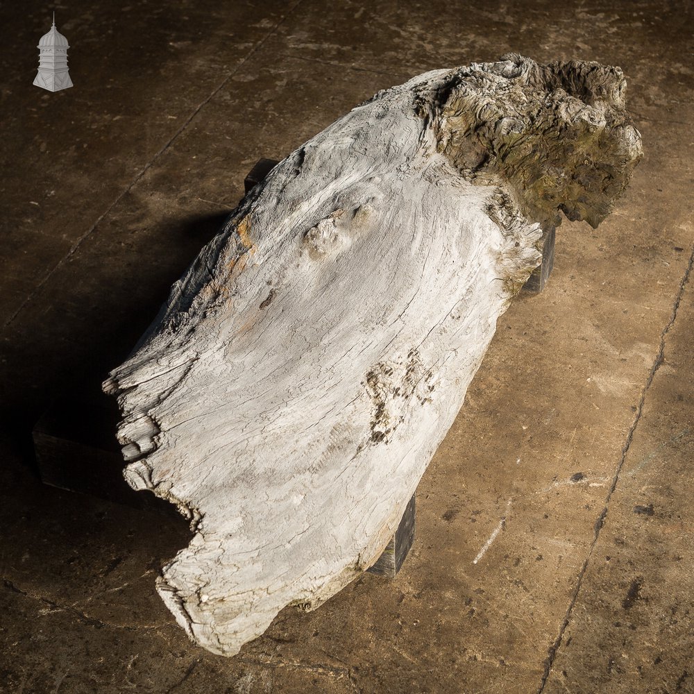 Weathered Piece of Silvered Log Timber with Large Character Burr