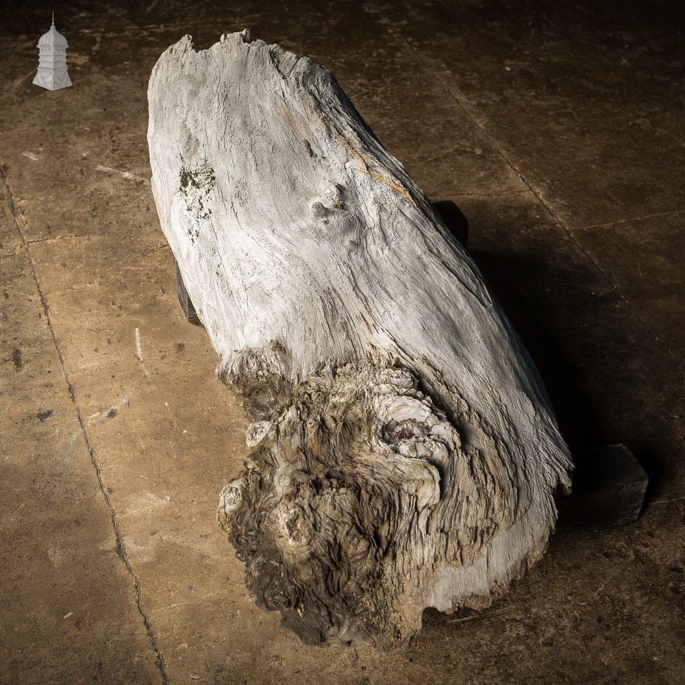 Weathered Piece of Silvered Log Timber with Large Character Burr