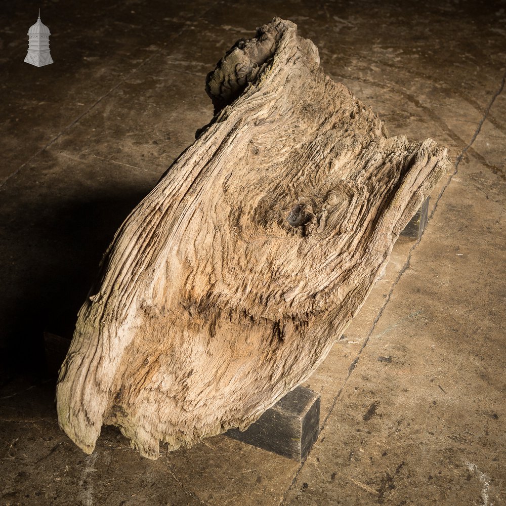 Weathered Piece of Silvered Log Timber with Large Character Burr