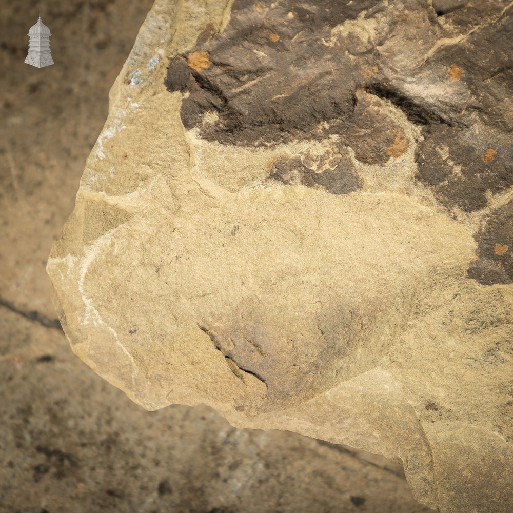 Riven Flagstone with a Weathered Face and Cut Back