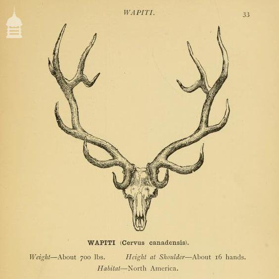 Monumental Set of Rowland Ward Mounted Wapiti Elk Antlers