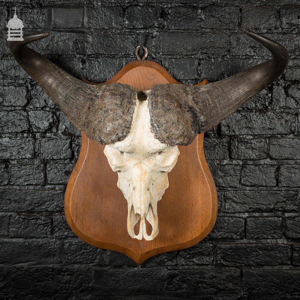 19th C Mounted Cape Buffalo Skull and Horns on Oak Plaque