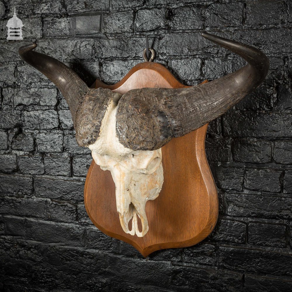 19th C Mounted Cape Buffalo Skull and Horns on Oak Plaque