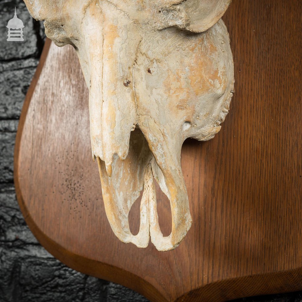 19th C Mounted Cape Buffalo Skull and Horns on Oak Plaque