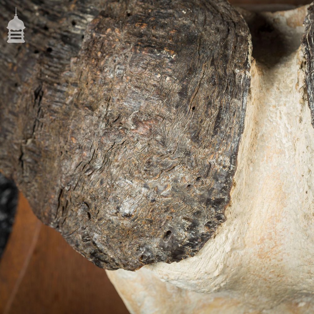 19th C Mounted Cape Buffalo Skull and Horns on Oak Plaque