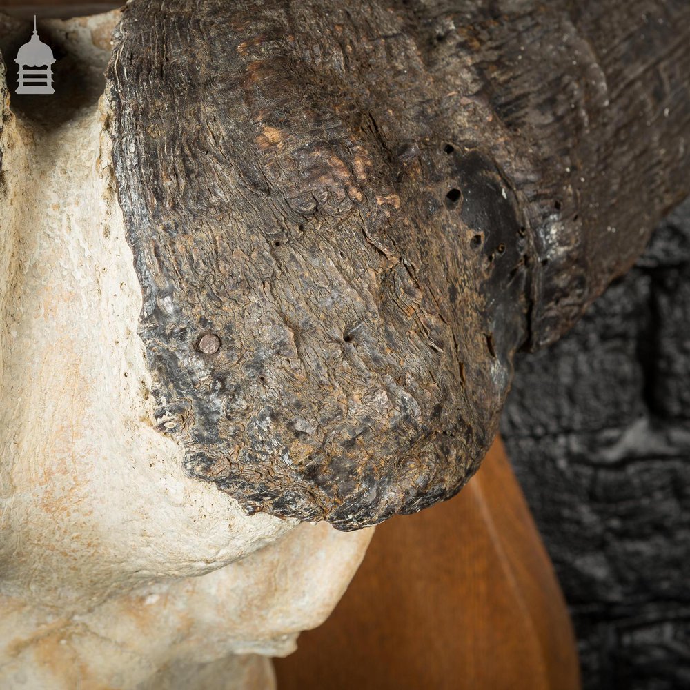 19th C Mounted Cape Buffalo Skull and Horns on Oak Plaque